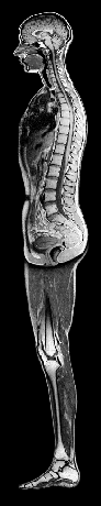 MRI felvétel, amely a teljes emberi testet középen átvágva mutatja